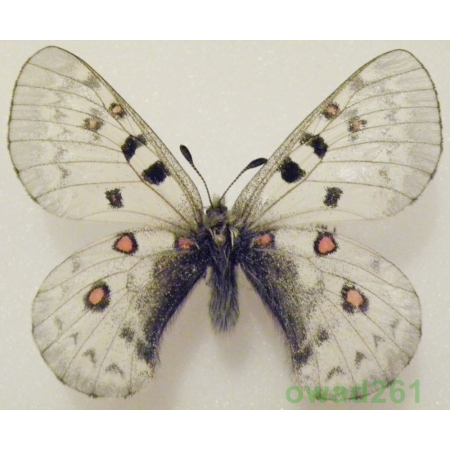 Parnassius jacquemontii Boisduval, 1836 Tadjikistan 52mm